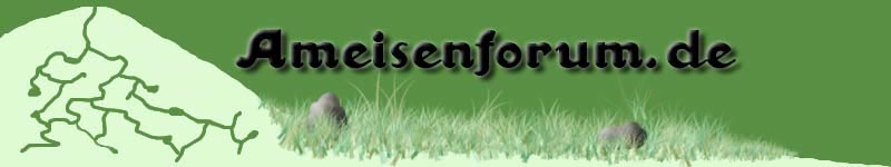 Ameisenforum.de Ameisenforum.de