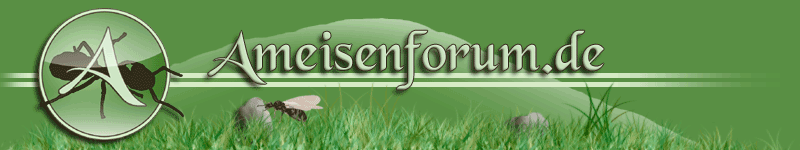 Ameisenforum.de