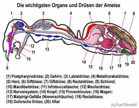 Ameisenorgane
