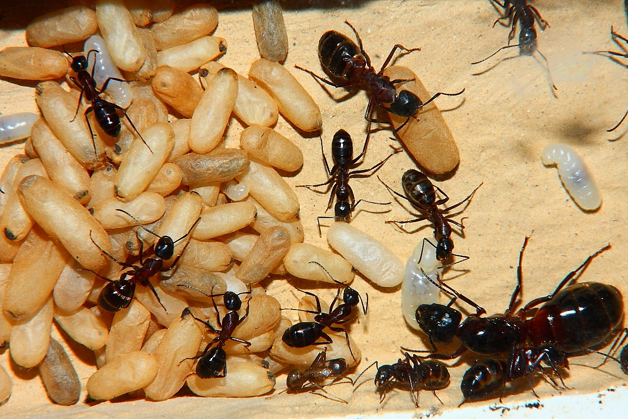 Camponotus ligniperdus Puppenhaufen