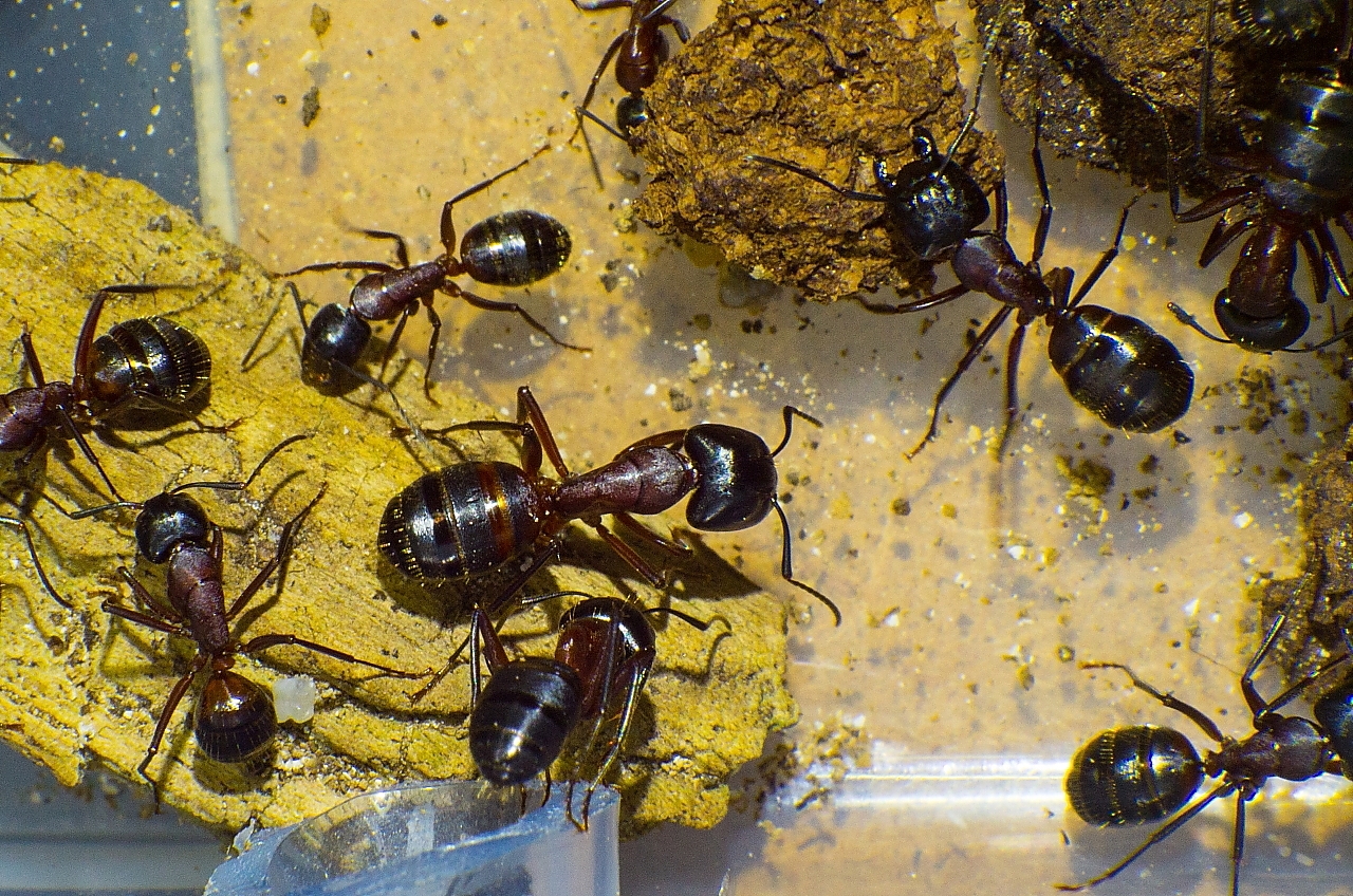 Camponotus ligniperda  4