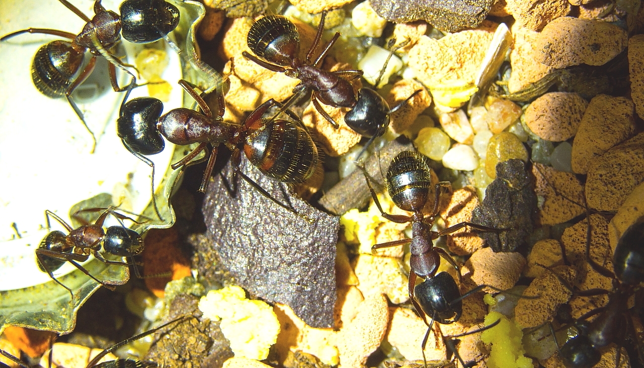 Camponotus ligniperda 03.04-2018 0