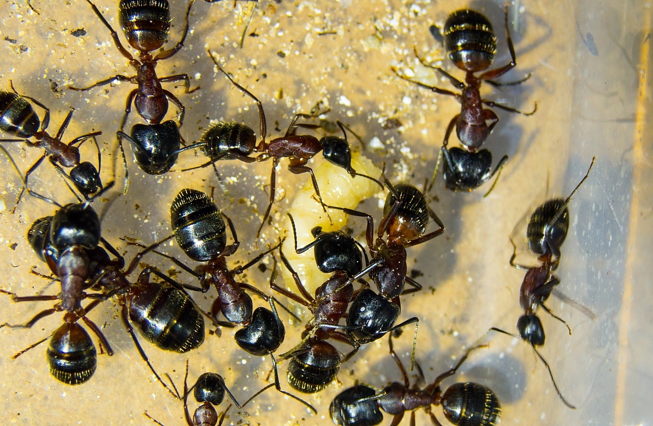 Camponotus ligniperda 03.04.2018 01