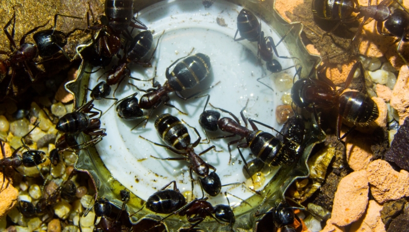 Camponotus ligniperda 03.04.2018 1