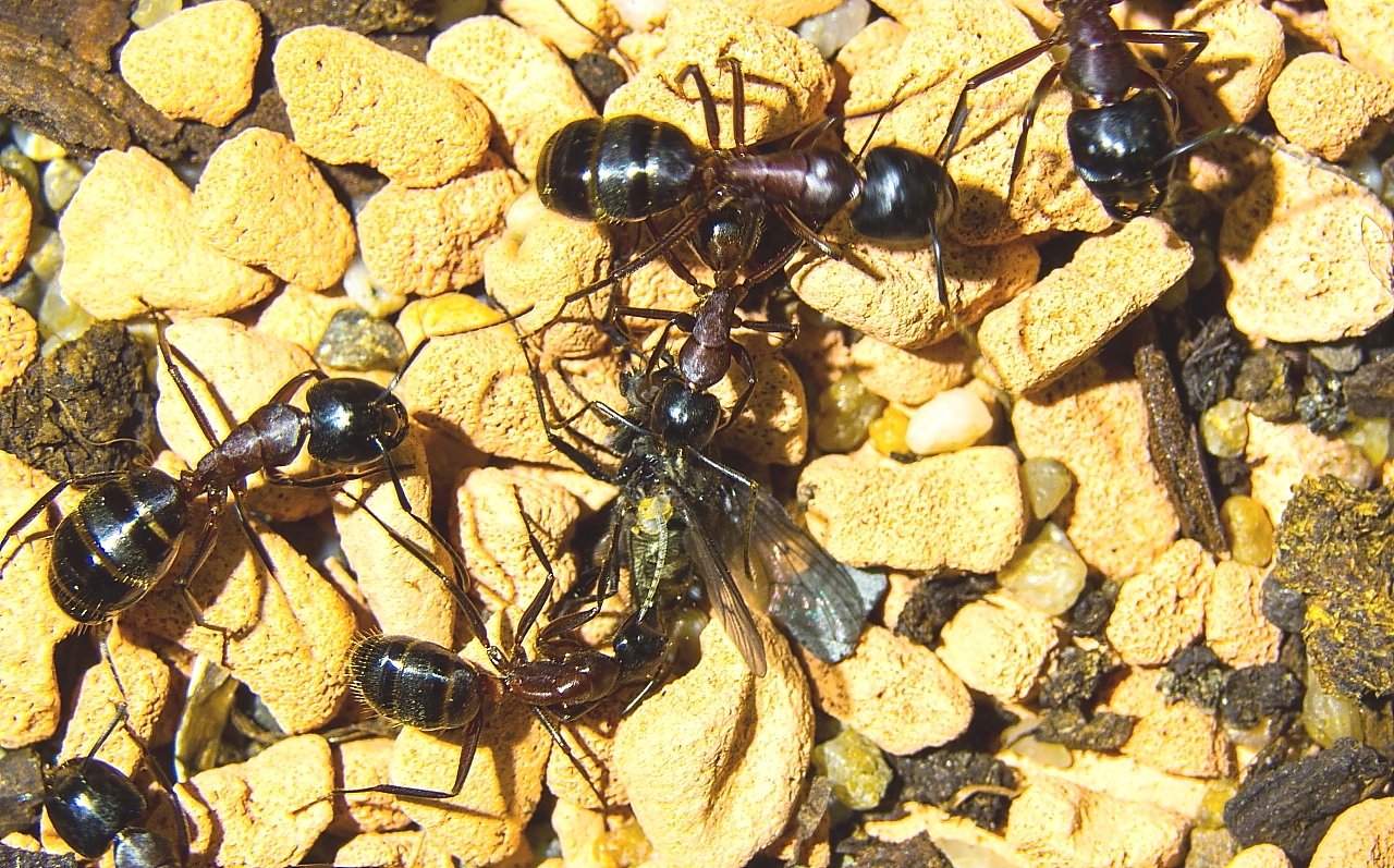 Camponotus ligniperda 03.04.2018 2