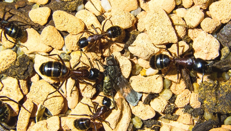 Camponotus ligniperda 03.04.2018 3