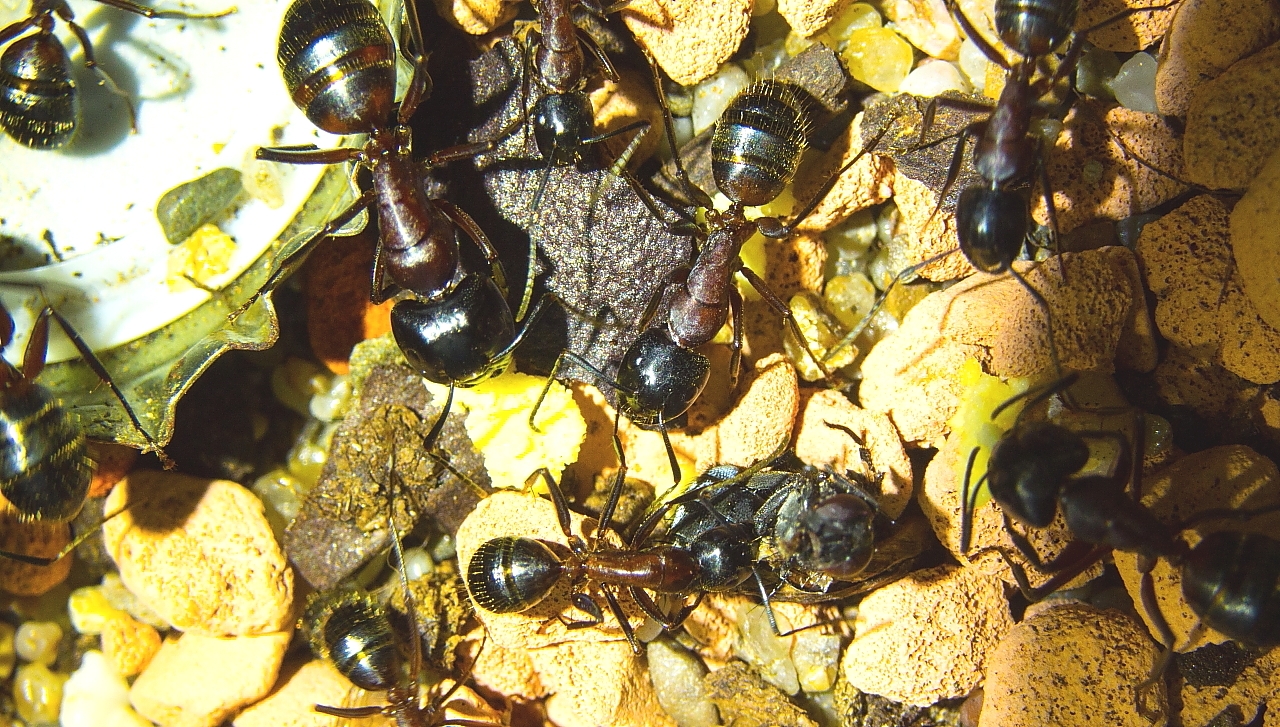 Camponotus ligniperda 03.04.2018 5