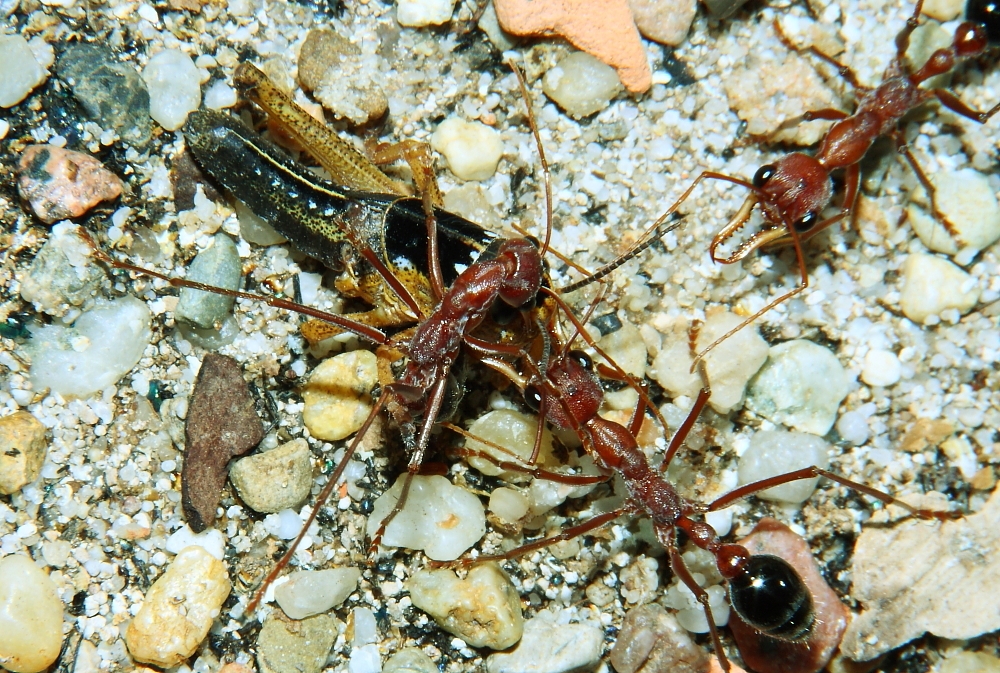 Myrmecia pavida 1