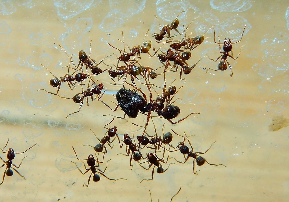 Pheidole sinica trinken