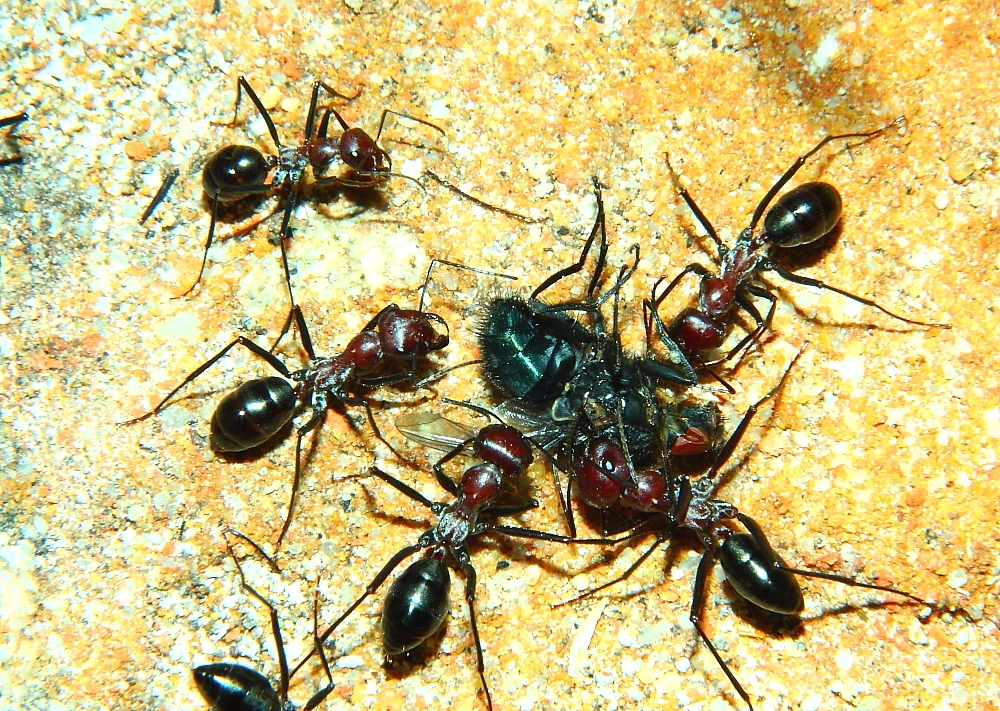 Cataglyphis oasium erbeuten Brummer