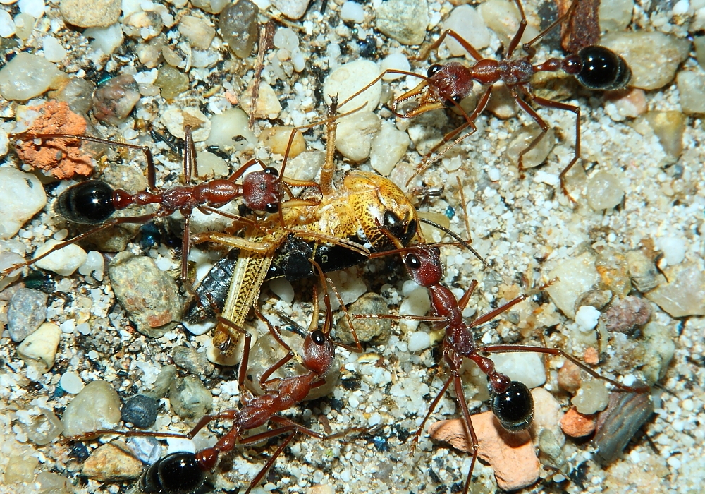 Myrmecia pavida 2