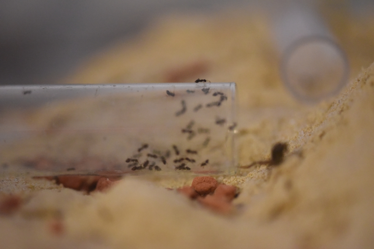 Crematogaster rudis Nesteingang