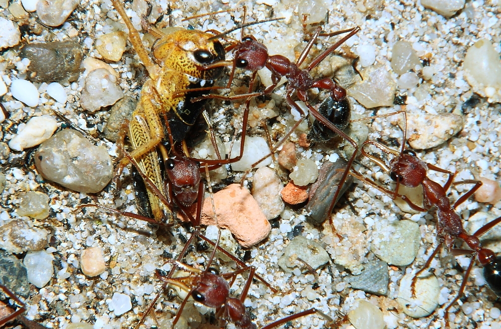 Myrmecia pavida 3