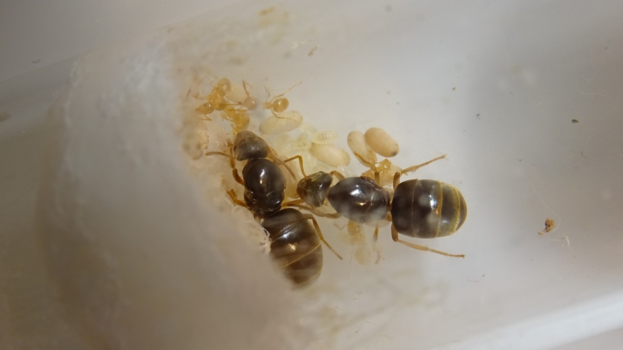 Lasius flavus 1