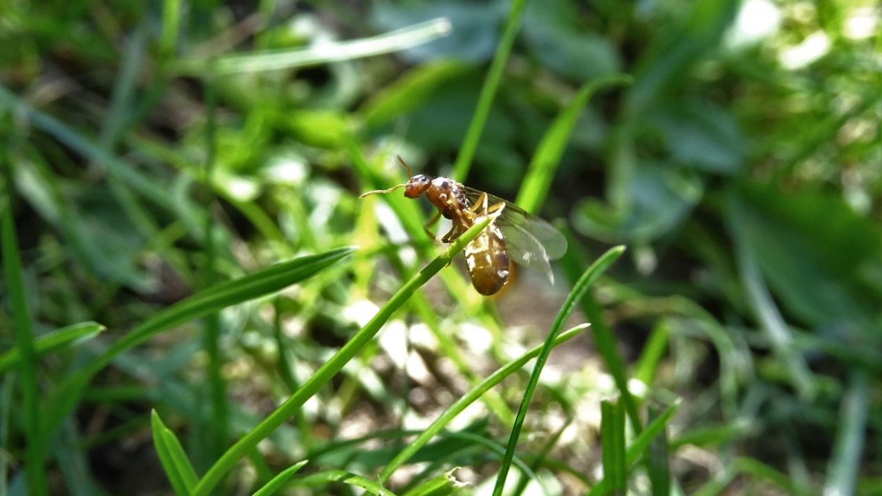 Lasius flavus 2