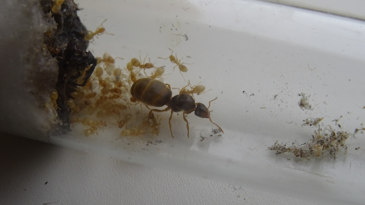 Lasius flavus 3