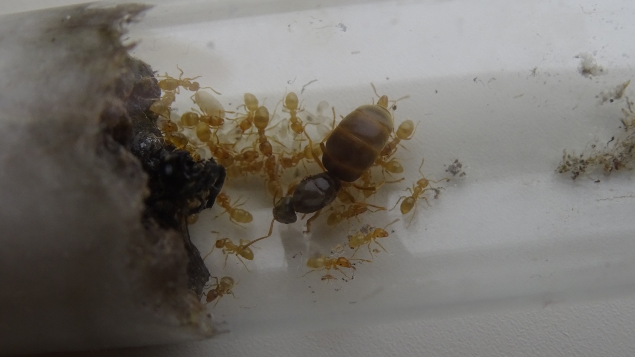 Lasius flavus 4