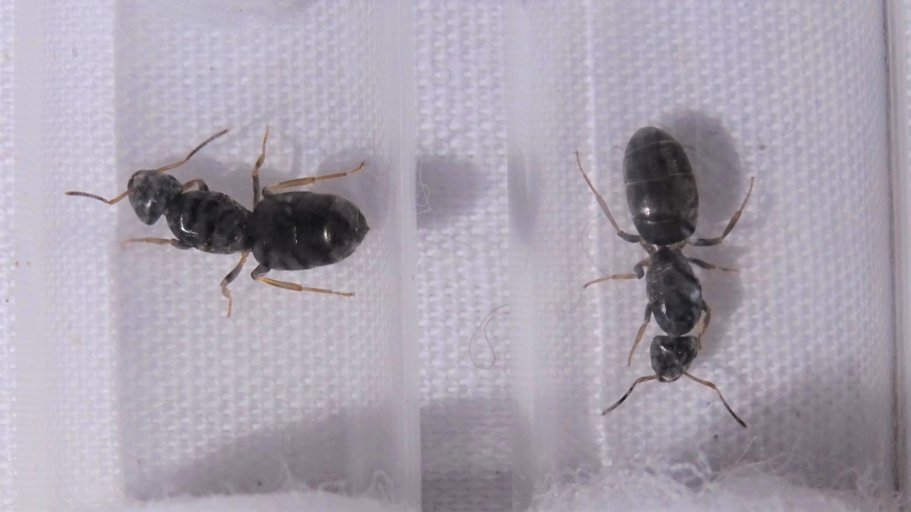 Lasius brunneus 2