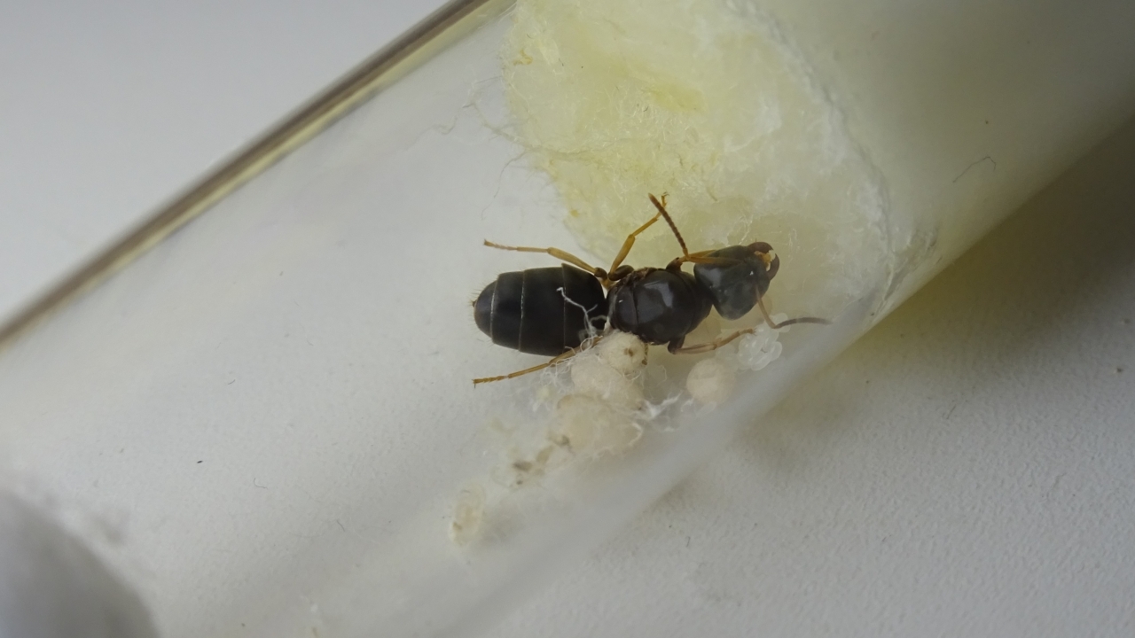 Lasius brunneus 4