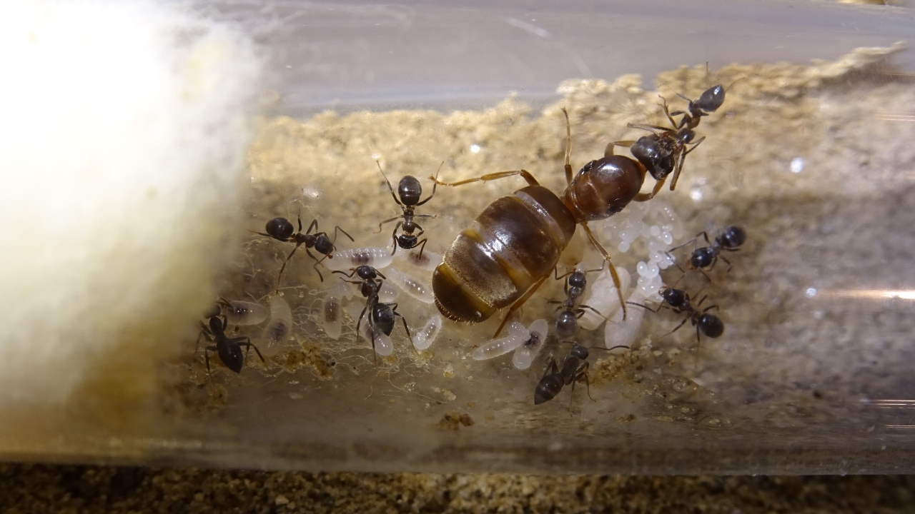 Lasius emarginatus 1