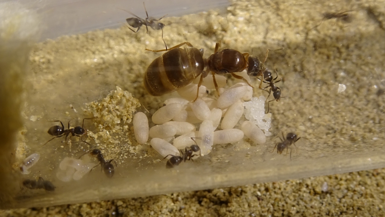 Lasius emarginatus 2