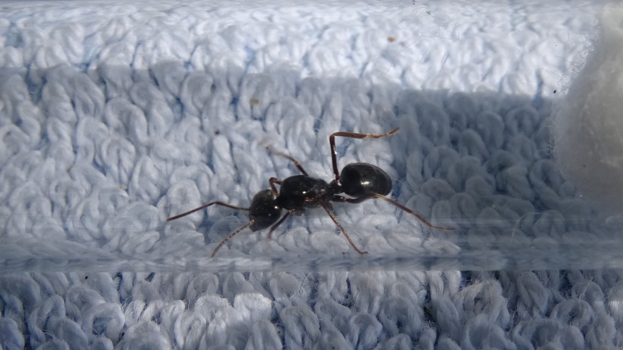 Lasius fuliginosus 2