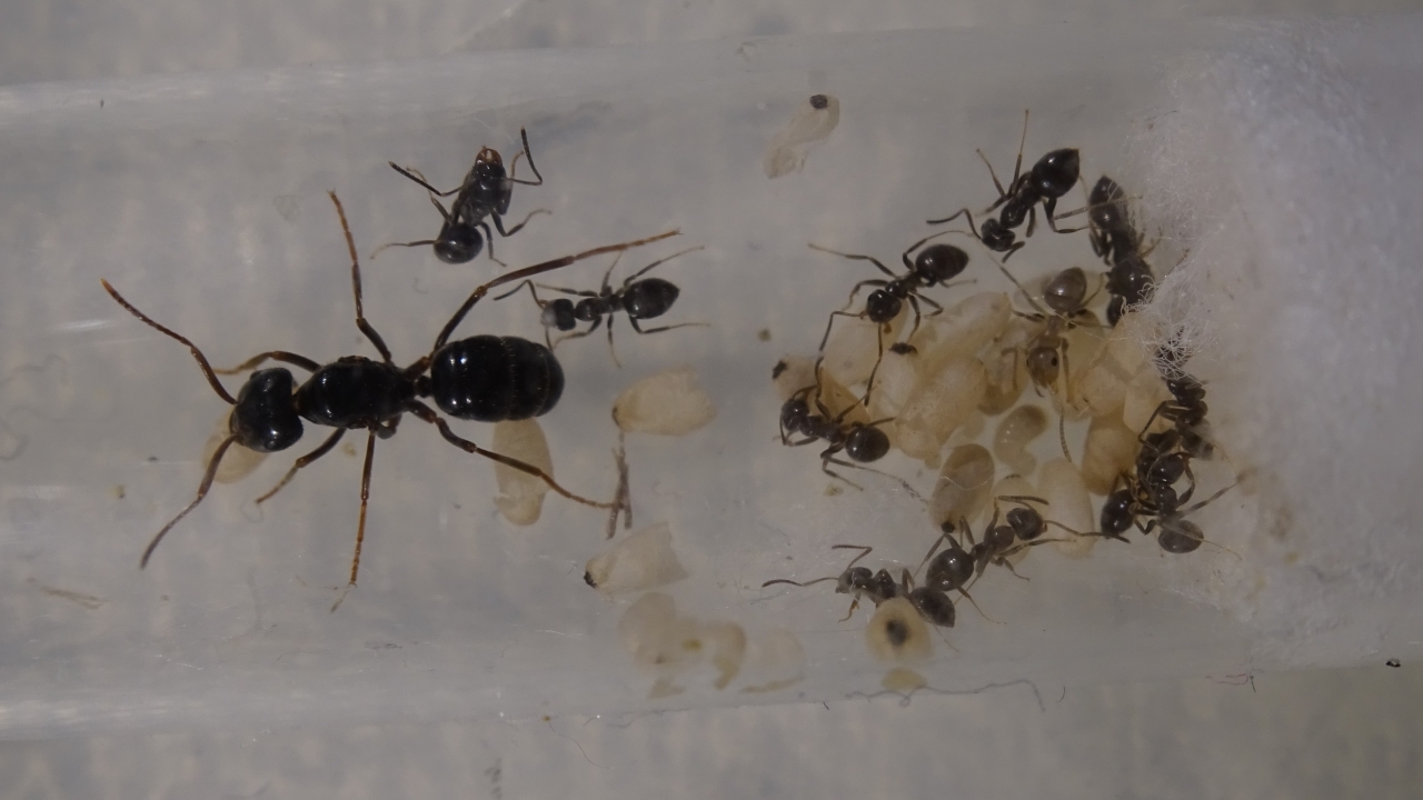 Lasius fuliginosus 3