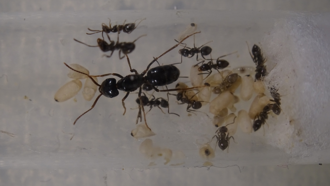 Lasius fuliginosus 4