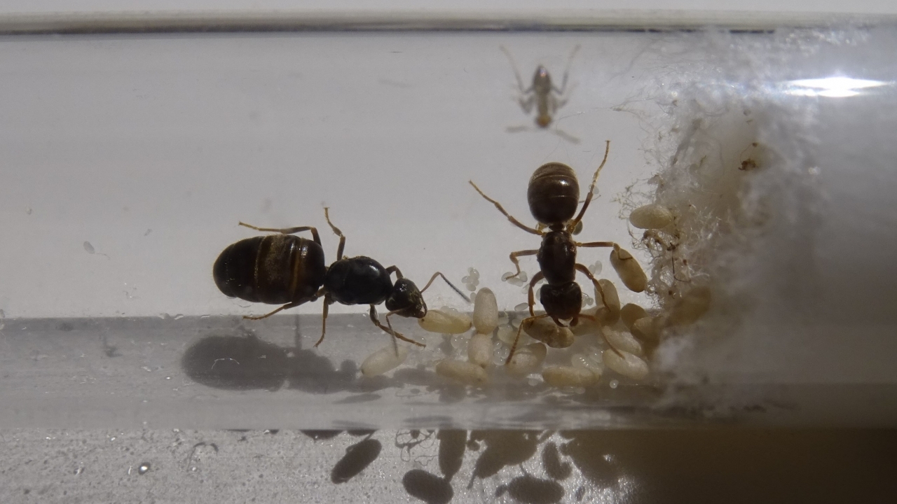 Lasius umbratus und Lasius niger 1