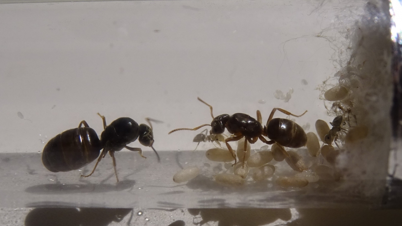 Lasius umbratus und Lasius niger 3