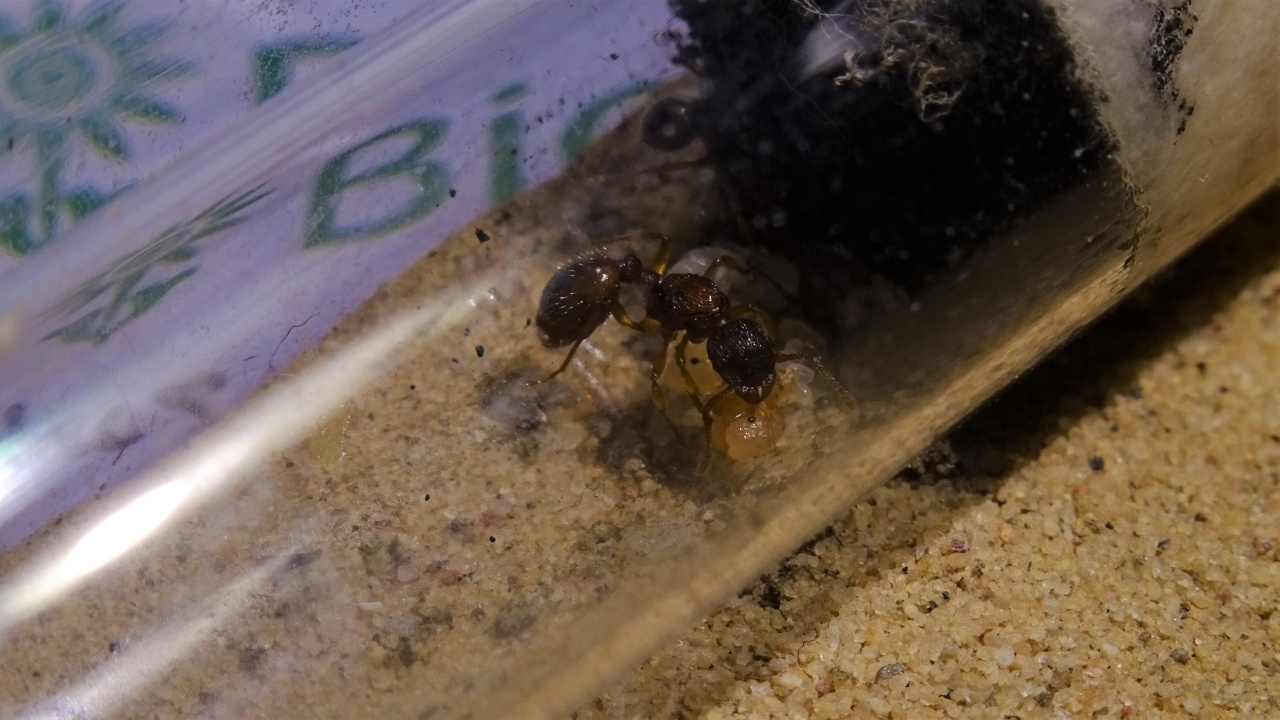 Myrmica rubra 4