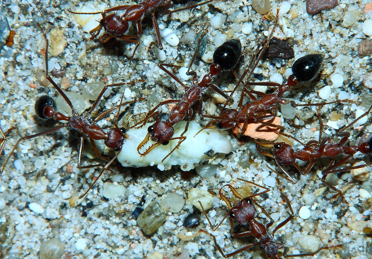 Myrmecia pavida zerlegen Drohnenpuppe