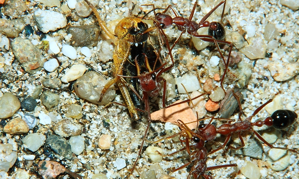 Myrmecia pavida 4