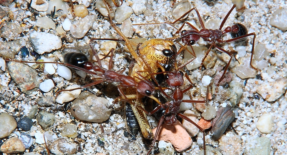 Myrmecia pavida 5