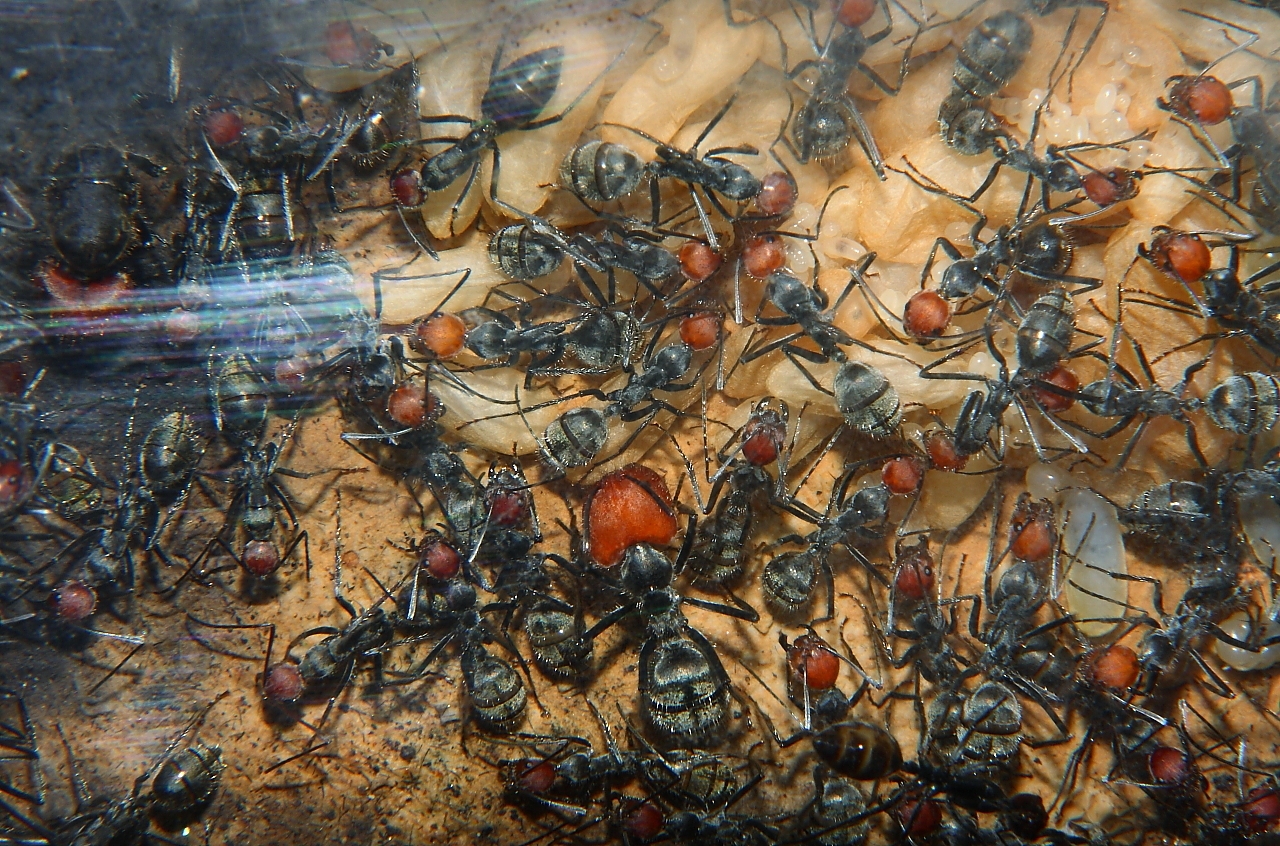 Camponotus sigularis Majorarbeiterin