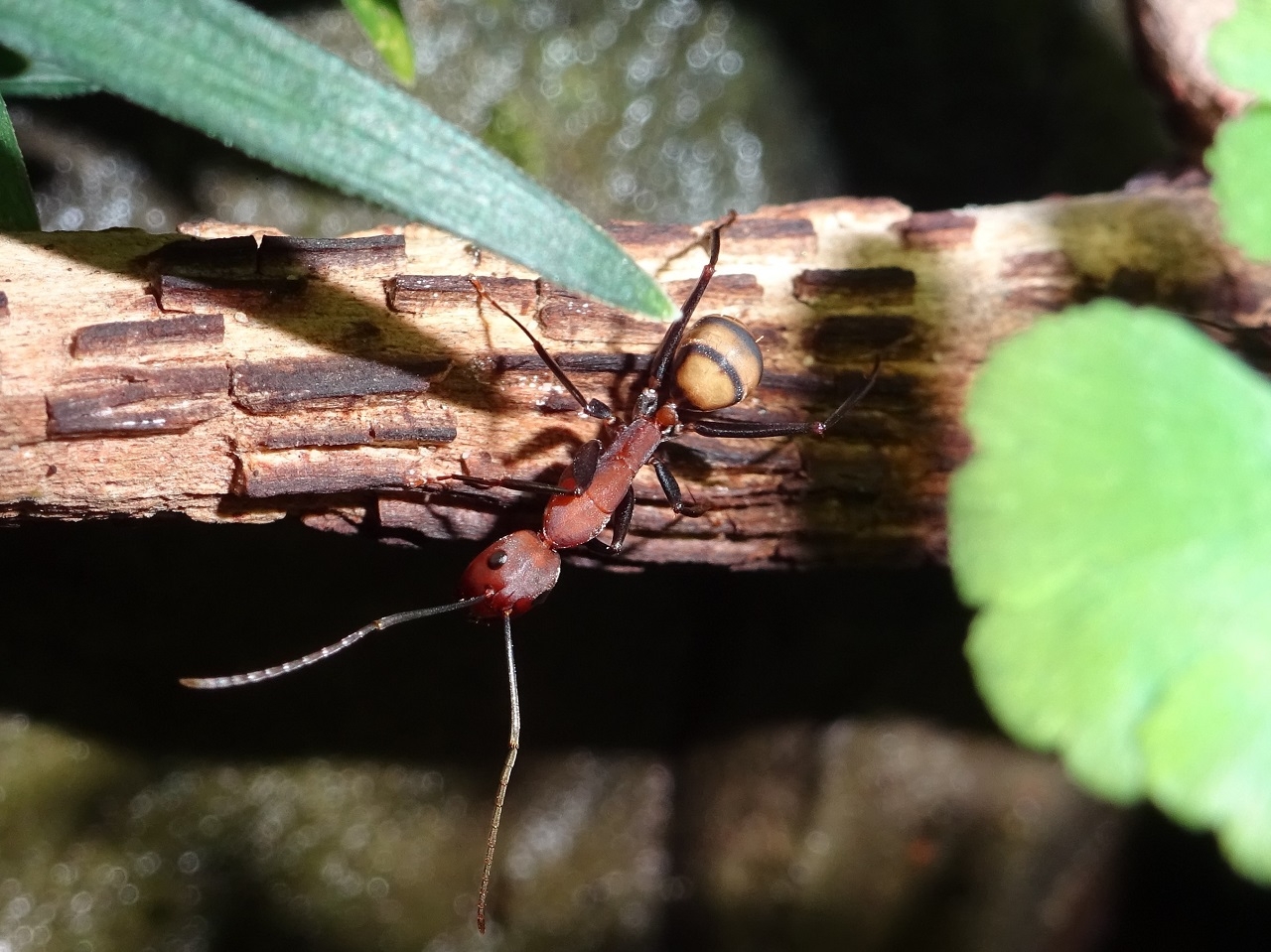 Camponotus habereri