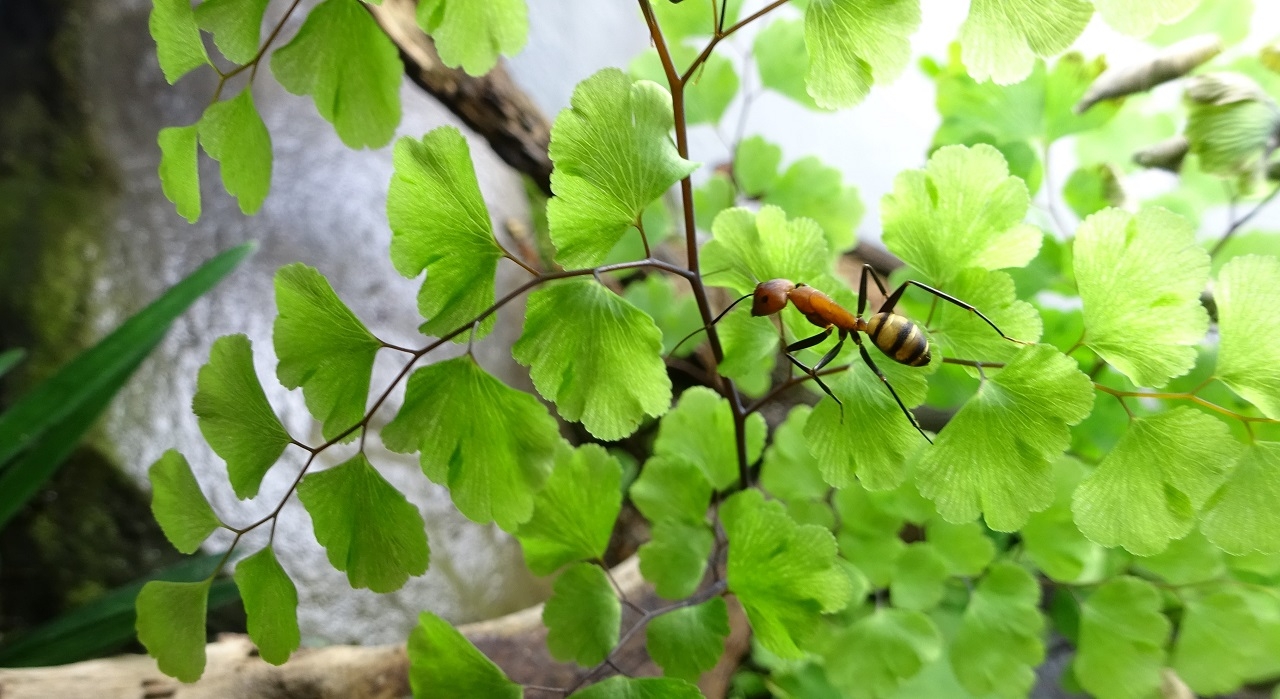 Camponotus habereri