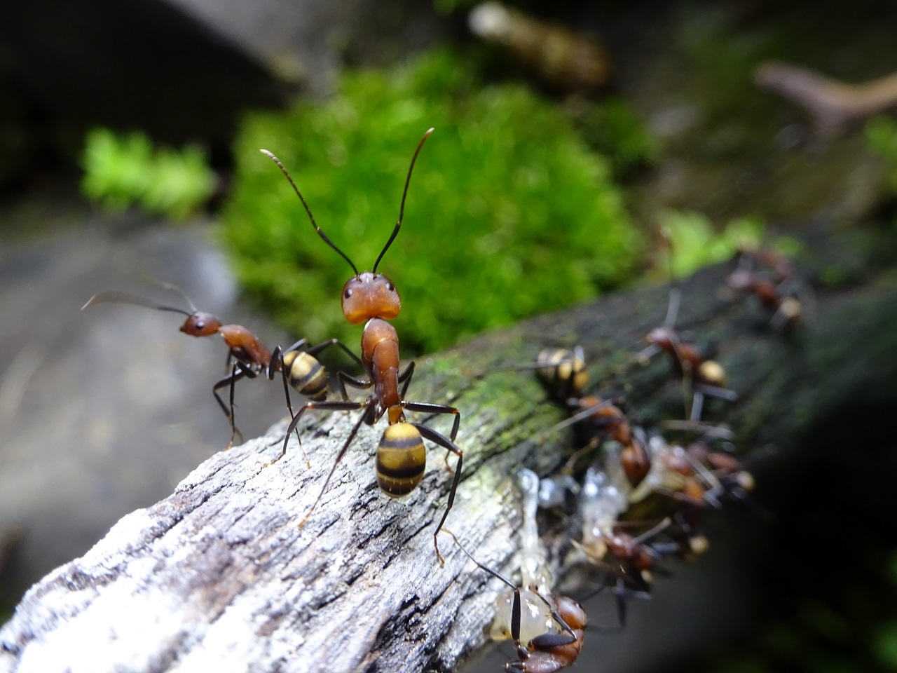 Camponotus habereri