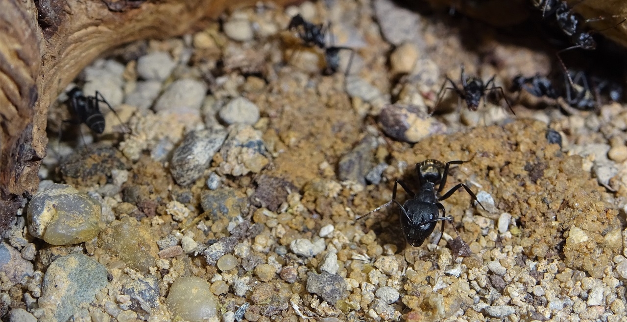 Camponotus cinctellus