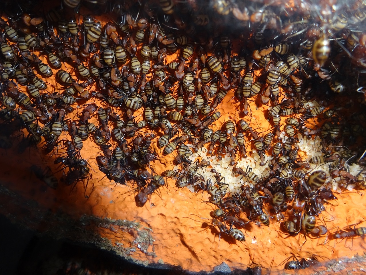 Camponotus habereri Nesteinblick