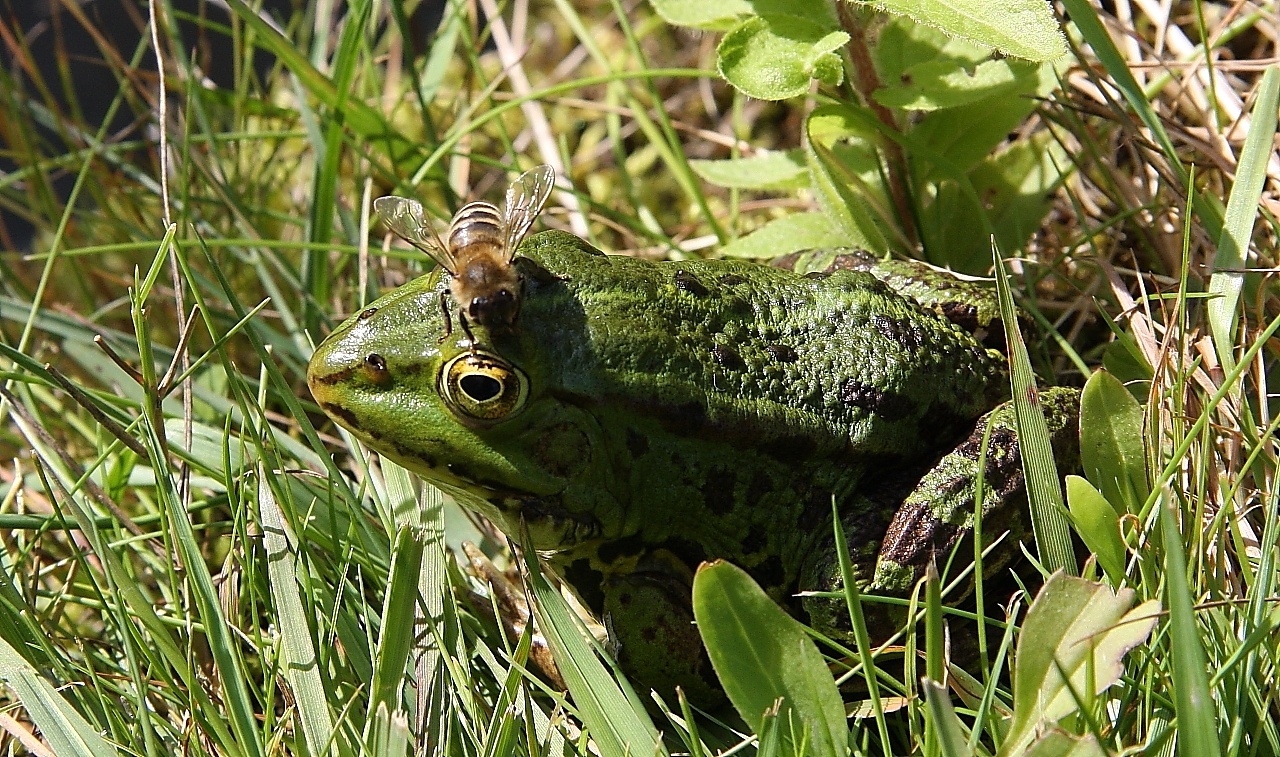 Frosch mit Biene