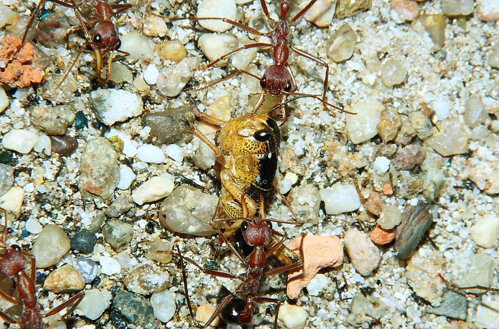 Myrmecia pavida 6