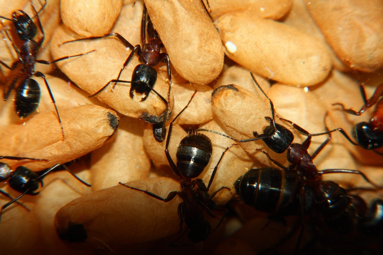 Camponotus ligniperda 21.05.2019 1