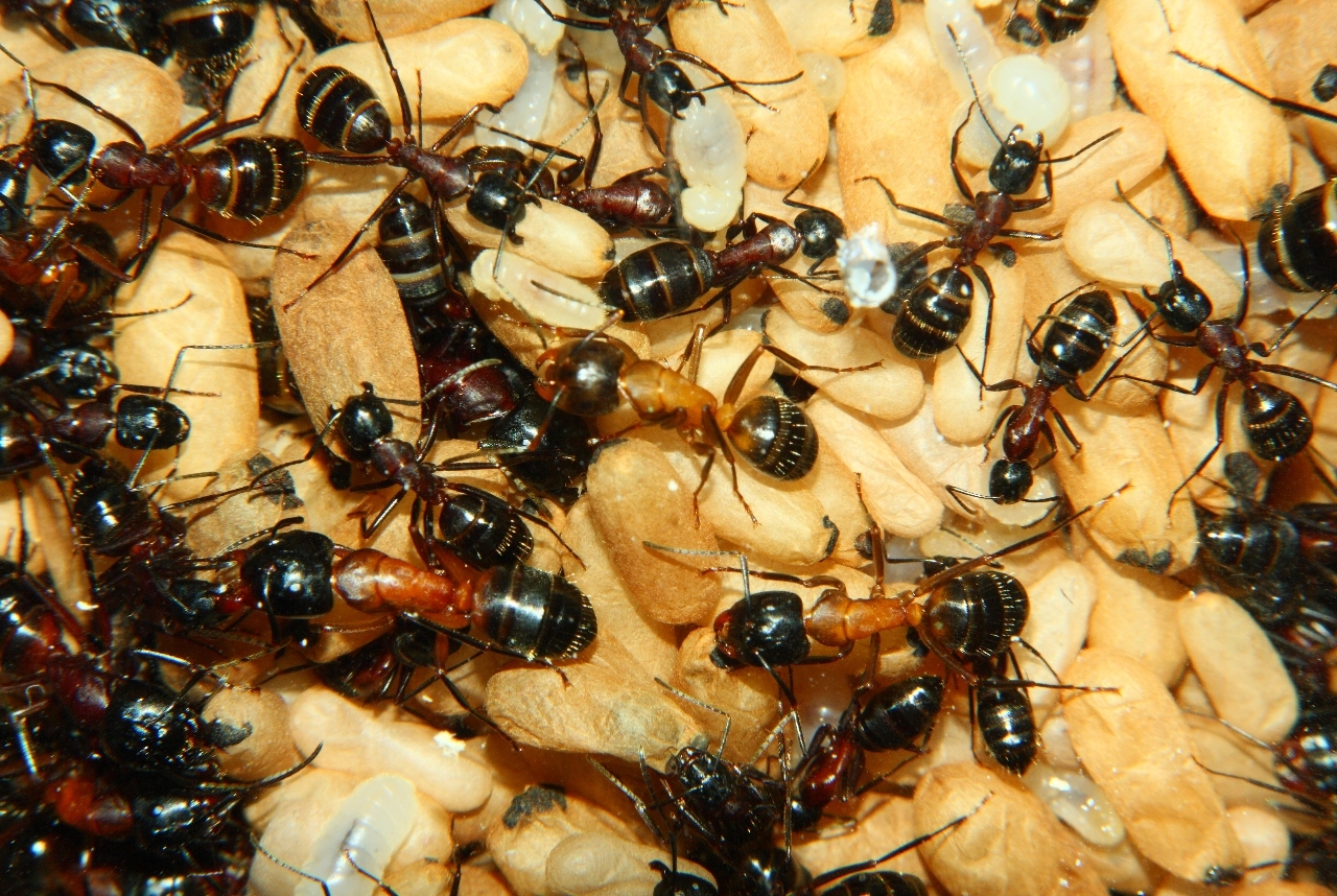 Camponotus ligniperda 21.05.2019 3