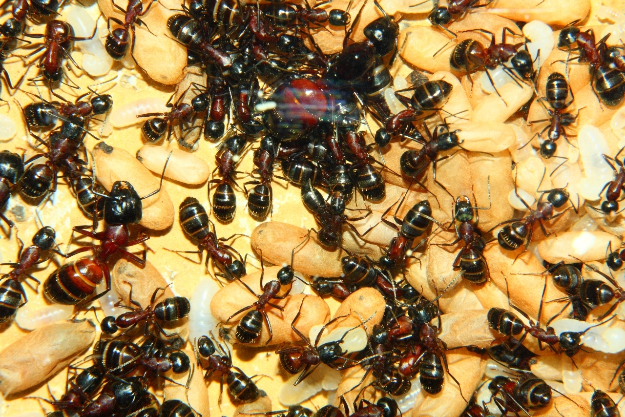 Camponotus ligniperda 21.05.2019 4