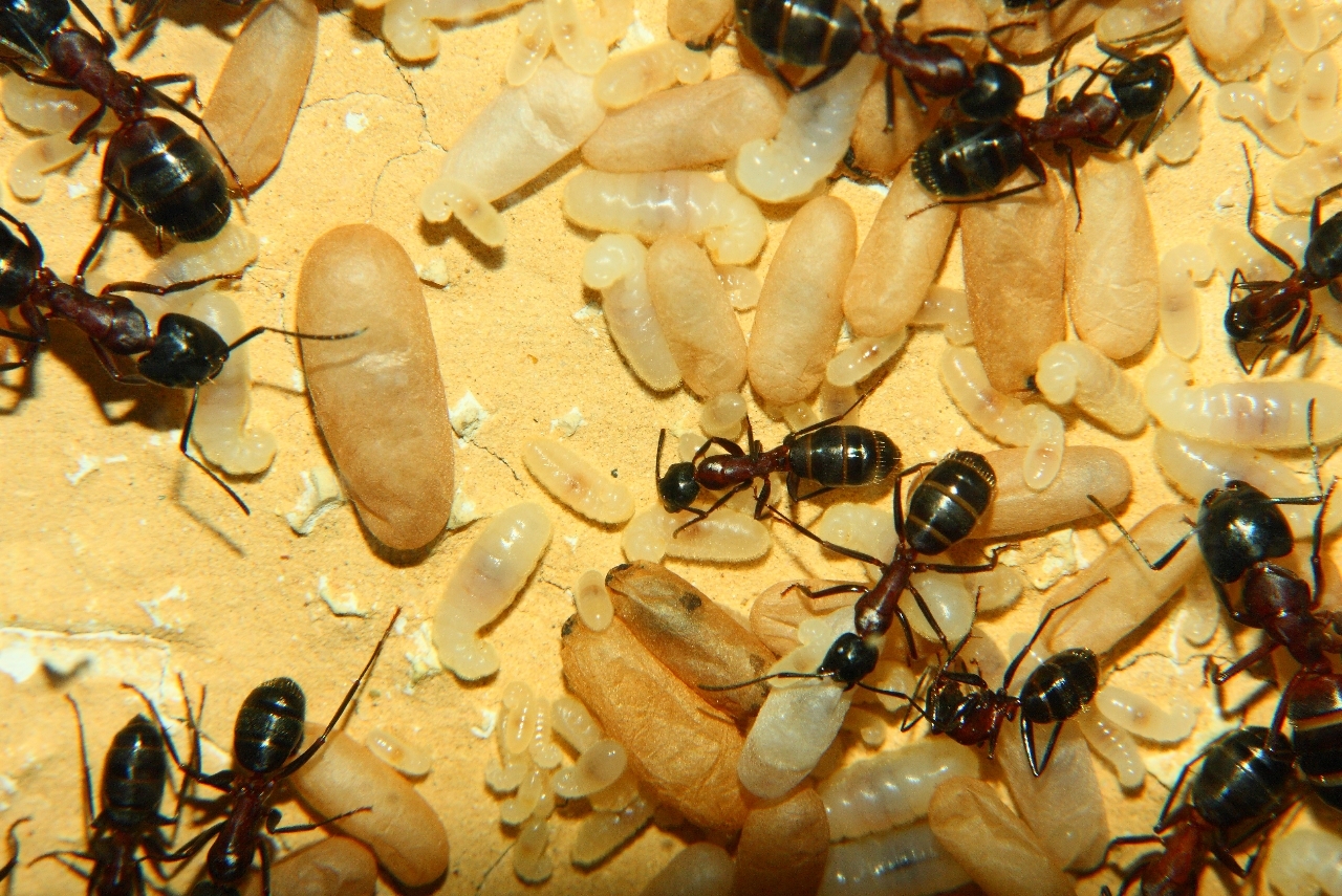 Camponotus ligniperda 21.05.2019 6