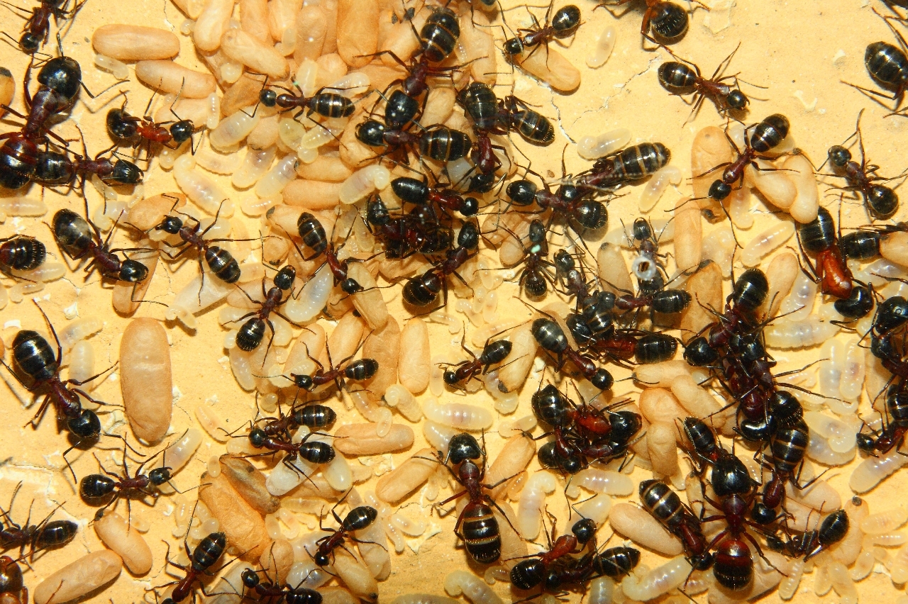 Camponotus ligniperda 21.05.2019 7