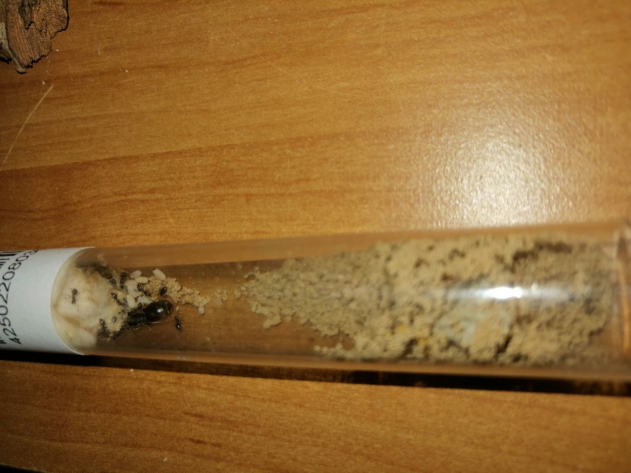 Lasius niger