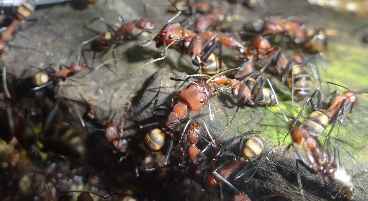 Camponotus habereri