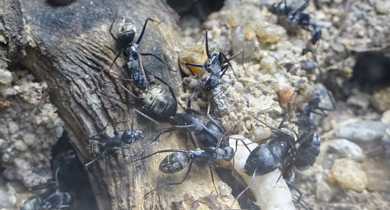 Camponotus cinctellus